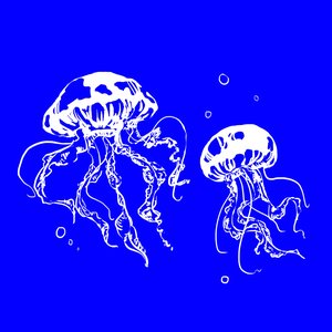 Jellyfish