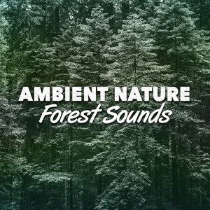 Ambient Nature: Forest Sounds