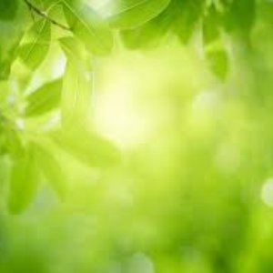 Green Answer