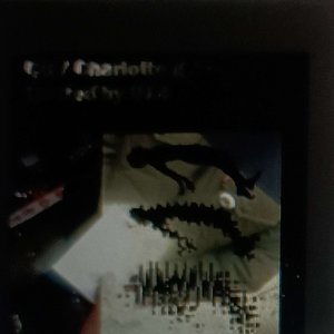 Roadkill girl: The Mixtape [Explicit]