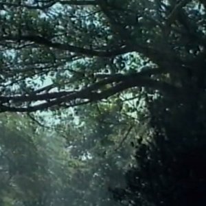 Image for 'Rainforest Hill'