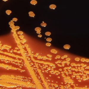 Circadian Low - Single