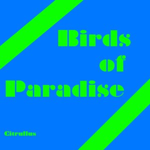 Birds of Paradise