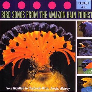 From Nightfall To Daybreak - Birds, Jungle, Melody