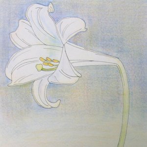 LIly