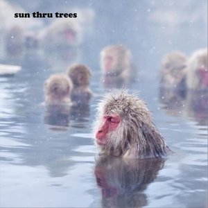 Sun Thru Trees 的头像