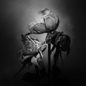 Death Blooms - Single