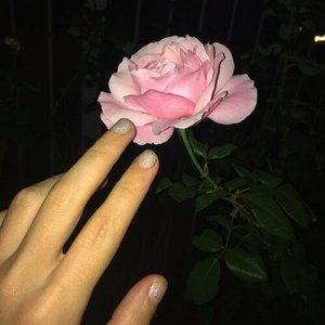 entre rosas