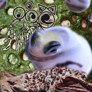 Envisage A Collembolans Catenator