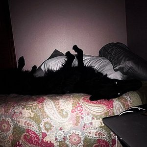Pigs Are Filth - Single