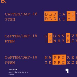 longevity acid gene 1