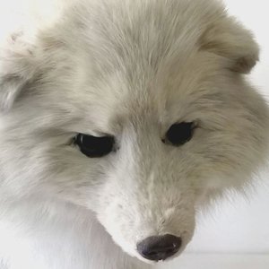 Lunar