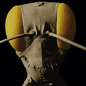 The Insects photo provided by Last.fm