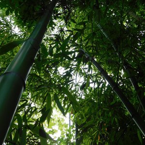 Musics of Bamboos