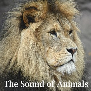 The Sound of Animals