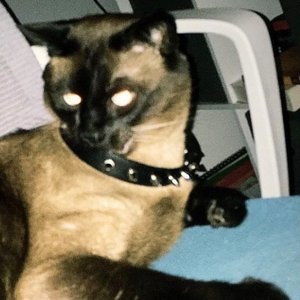 Misty Morning - Single