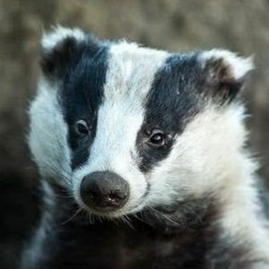 Avatar for Badger Goodger
