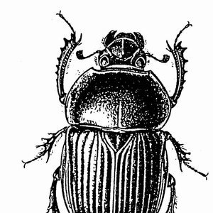 Halogènes Insecticides 的头像