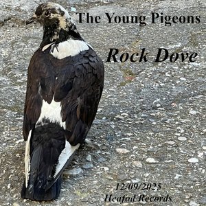 Rock Dove