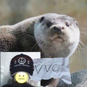 VVC 的头像
