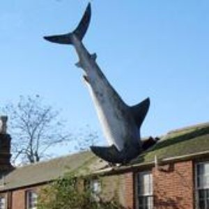 Dave Dark And The Sharks 的头像