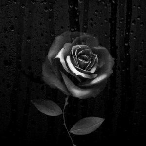 Darth Rose 的头像
