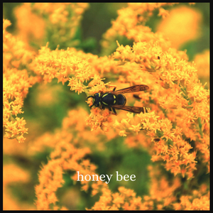 Honey Bee