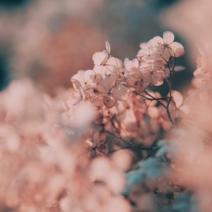 Timeless - Single