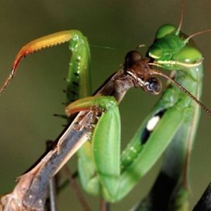 A Damsel Causing Distress