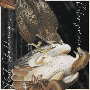 Buteo Jamaicensis