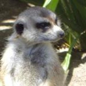 The Meercats