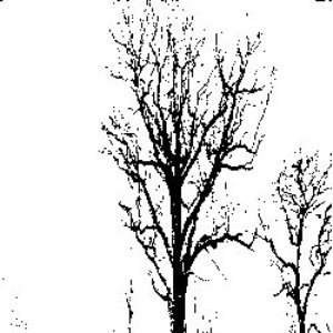 Avatar for noite