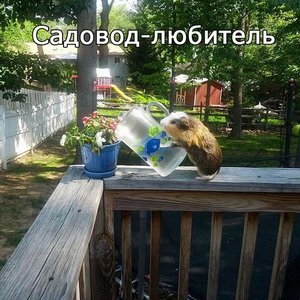 Grumpy Demidov 的头像