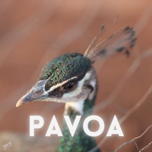Pavoa