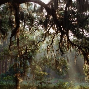 Enchanted Forest of Weeping Willows