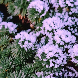 Purple Snow - Single