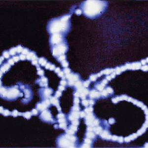 Barbara Ess photo provided by Last.fm