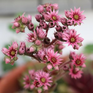 Houseplantz のアバター