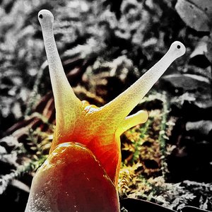 Evidencesnail 的头像