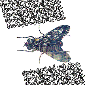 Avatar for Invertebrados
