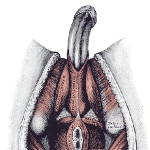 Avatar for Lihaisa Välipala