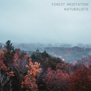 Forest Meditation