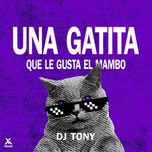 Una Gatita Que Le Gusta El Mambo