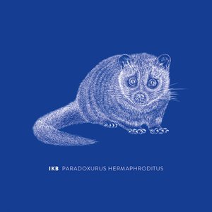 Paradoxurus Hermaphroditus