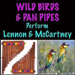 Wild Birds & Pan Pipes Perform Lennon & McCartney