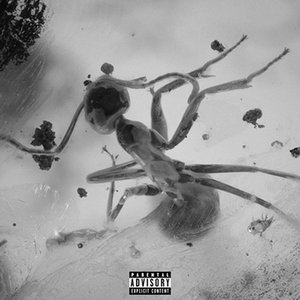 INSECTS - Single