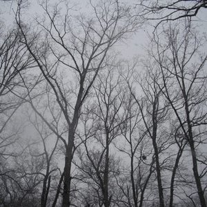 The Trees Watch Over Us