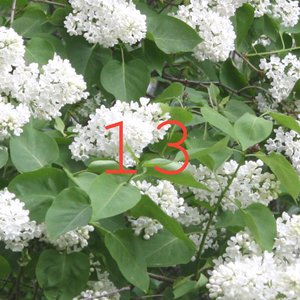 13 - Single