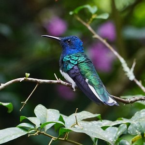 Avatar for Sonidos de la Naturaleza para Dormir