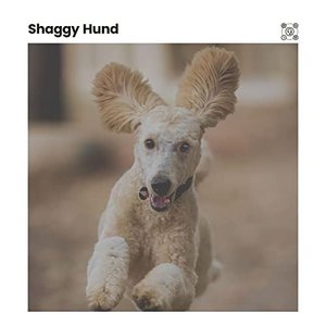 Shaggy Hund